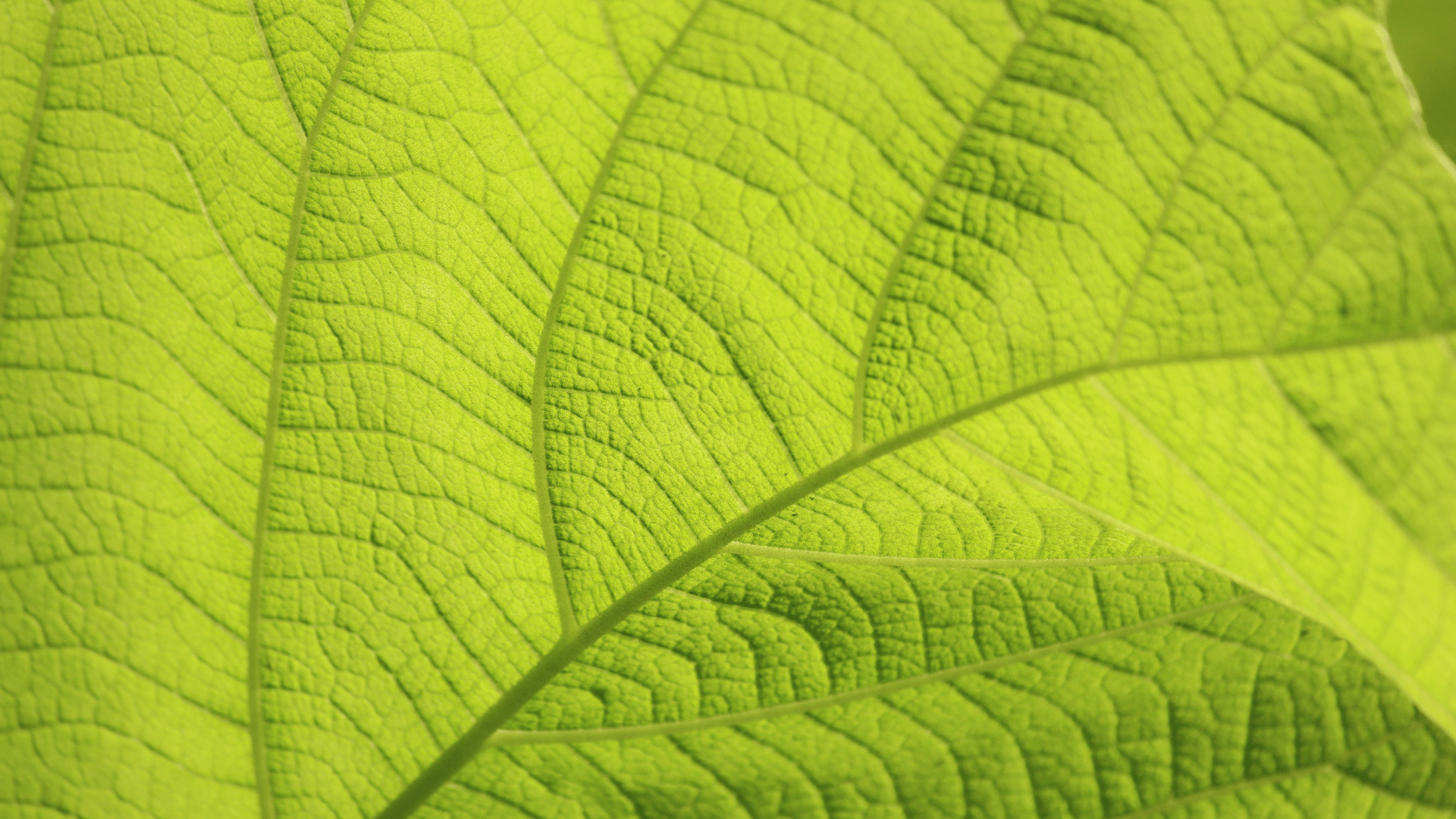 Certificado verde